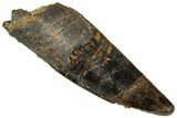 Juvenile Fossil Spinosaurus Tooth - Real Dinosaur Tooth #348699-1